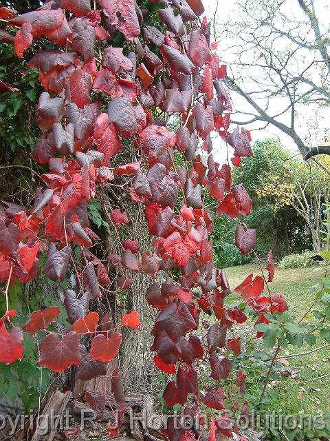 Grape ornamental autumn colour